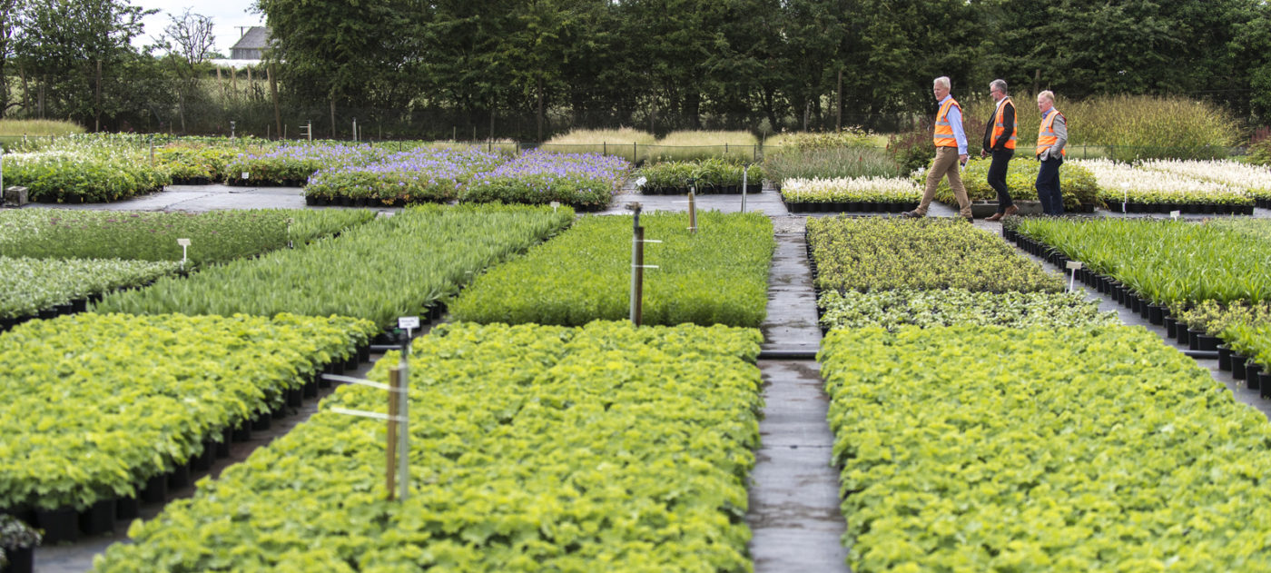 tree and shrub beds at a plant nurery.